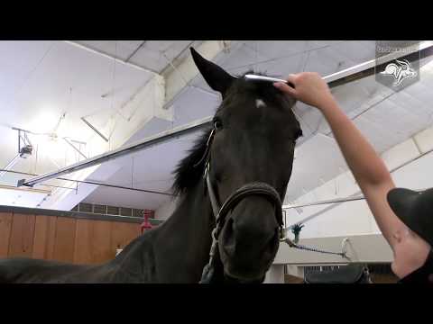 Equestrian Hype Video (02.07.2018)