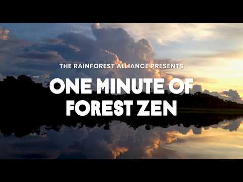 One Minute of Forest Zen – Río Napo
