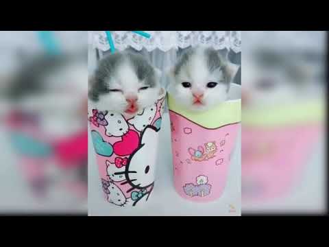Cute cats funny cats adorable cats baby kittens and pretty cats little baby cats