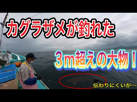 ３ｍ超えの巨大カグラザメ DeepSea Channel