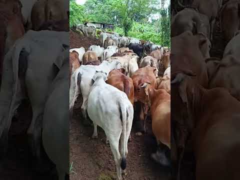 Ganadería Don Nacho Acoyapa Chontales Nicaragua #ganadería #ganaderos #nicaragua #ganado #vaca
