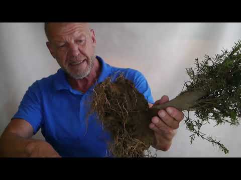 Yamadori oder Findling! Rettung ist von Nöten!