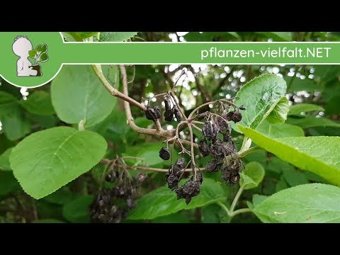 Wolliger Schneeball - "Alte Früchte" im frischen Grün - Bestimmungshilfe/Hinweis