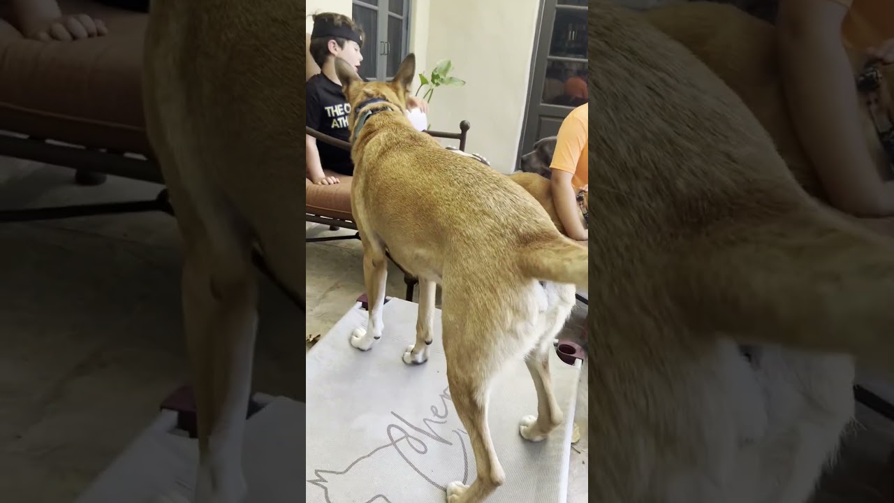 Enlarge Wyatt, a Adoptable mixed breed in Burbank, CA video 6/6