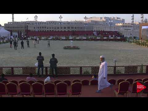 N.43 GREEN AL SHAQAB - 2019 Qatar International show - Fillies 2 Years Old (Class 2)