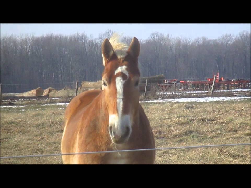 Belgian Horses (Equus Ferus Caballus)