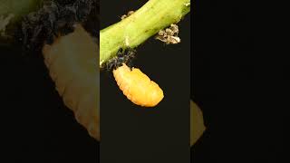 #Ladybug hatching full life cycle in full video #insects #macro