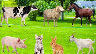 Farm Animal Life: Cows, Sheep, Chickens, Goats, Pigs, Ducks, Horses,...