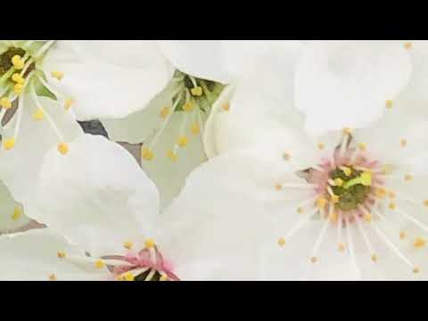 Till the End of TimeТрек – Alekseev и KAZKA # Весна🌸🤍☀️🌤⛅️🌥🌦