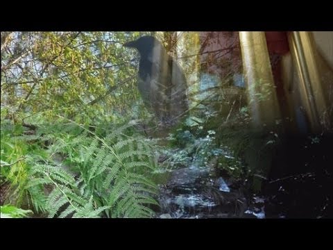 ❀ Sound Therapy ~ 5 hours wind chimes, birds song, forest stream