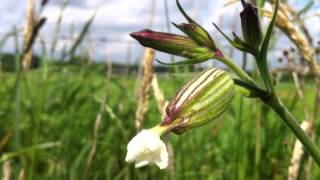 preview picture of video 'White Campion (Silene Latifolia) - 2012-06-07'