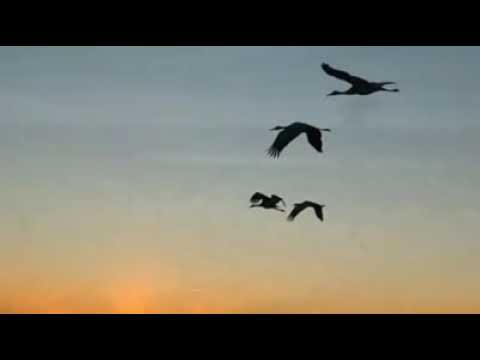 Ngày về Sheet - Duy Khánh