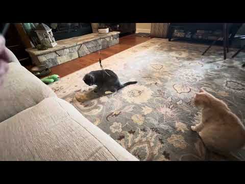 Seraphine and the and toy 2