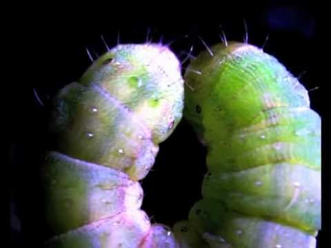 download lagu mp3 mp4 Corn Caterpillar, download lagu Corn Caterpillar gratis, unduh video klip Corn Caterpillar