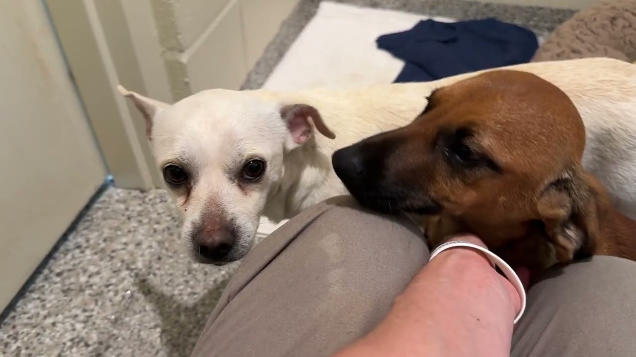 Twix — The Loyal Low‑Rider With a Big Heart and Big Feelings, a Adoptable mixed breed in Austin, TX video 2/6