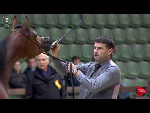 N.41 MICHELANGELO REGALIS - Lier 2018 - Yearling Colts (Class 2B)