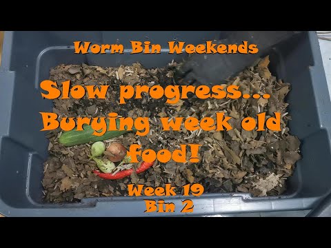 Worm Bin Weekends! Week 19 - Bin 2: Slow progress...Burying week old food!