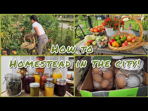6 steps to homestead in the city. #urbanhomestead #cityfarm #growfoodathome #frugalliving #infaltion