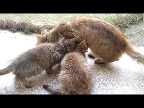 Mother Cat Is Weaning Her Kittens But Kittens aren't Agree