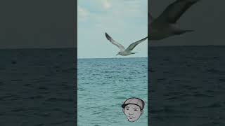 Celebrity Apex #cruiseship #cruise #celebritycruises