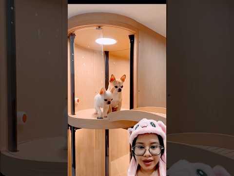 Masuk ke rumah anjing pakai lift! Keren #puppy #pets #funny # #funnypuppy #puppyvideos
