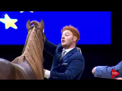 N.19 VIRGINIA MONISCIONE - Lier 2018 - Yearling Fillies (Class 1B)