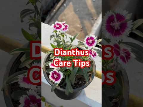 Dianthus Plant Care Tips|| #organicgardening #terracegarden #dianthus #shorts