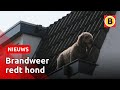 Labradoodle gered uit dakgoot | Omroep Brabant