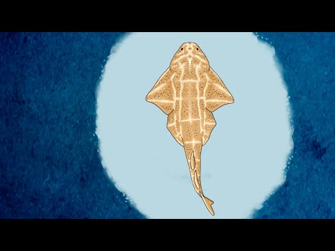 DES ANGES ET DES NIDS | EPISODE 3 : L’ange de mer commun, un drôle de requin