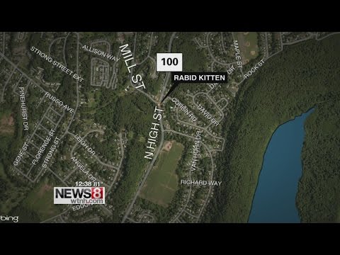 Stray kitten tests positive for rabies in East Haven