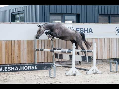 Agatha Sofia 1919 Z (AGOFINO 1919 Z x QUAMTUM) - Video 2 video thumbnail