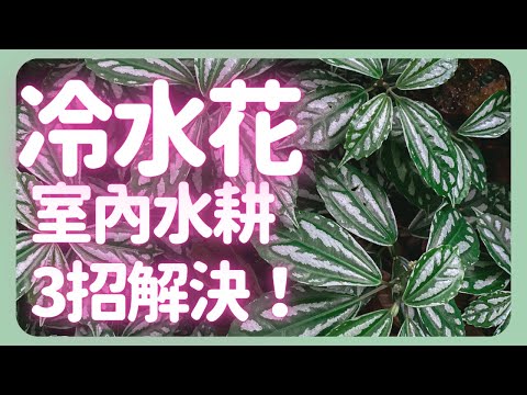 冷水花照顧