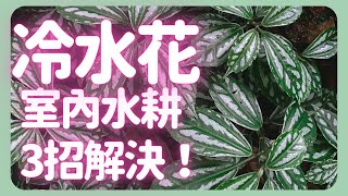 室內水耕推薦！種好冷水花的3的重點 | How to grow Pilea |《葛斯怎麼種》68