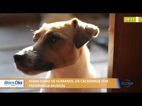 Assim como os humanos, os cachorros têm preferência musical 23 07 2021