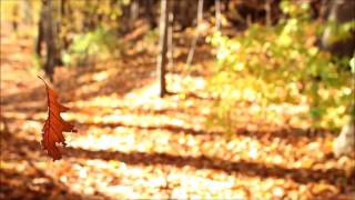 Wildflower, Lisa Brokop, Jenny Daniels, Country Music Cover Song