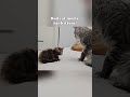 Dad Cat Meets Kitten Mainecoon Kitten