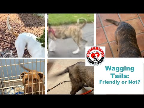 Wagging Tails:  Friendly or Not?