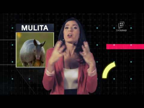 Espacio Enseñas - Diccionario 4