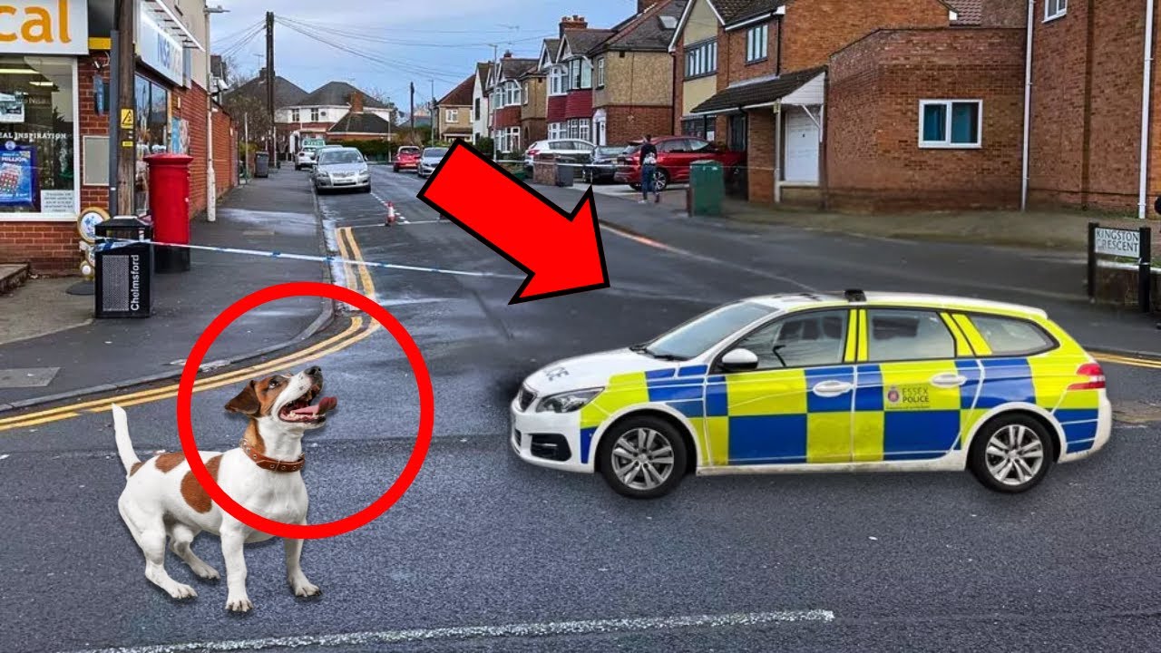 Perro bloquea paso del coche de policía y la razón por la que lo hizo es INCREÍBLE Y TE HARÁ LLORAR