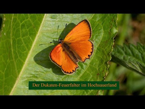 Fliegende Goldstücke: der Dukatenfalter im Hochsauerland