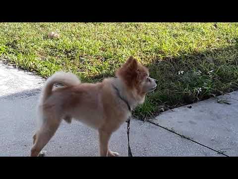 When a jw tells you they were attacked by a viscous dog 🐕in field service