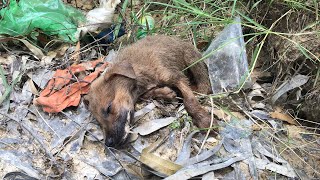 Pets Rescue | Little Dog Poor Abandoned On The Road In The Hot Sun No One Cares - Goodbye