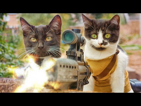 Katzen gegen Zombies [Video aus YouTube]