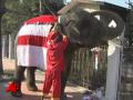 Raw Video Thai Elephant Santas Deliver Gifts To Children