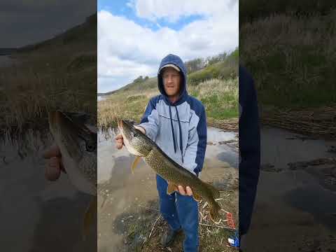 Bottom Fishing With Minnows.