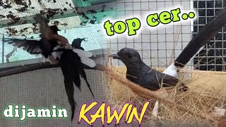 Download lagu Di Jamin Pasti Kawin,Dengar Suara Pancingan Murai kawin ini|Terapi Murai Cepat Birahi & Kawin part6 mp3 Download lagu Di Jamin Pasti Kawin,Dengar Suara Pancingan Murai kawin ini|Terapi Murai Cepat Birahi & Kawin part6 mp3