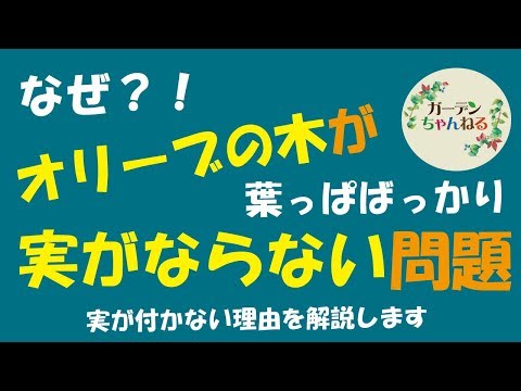 複数の花が咲くオリーブヤナギ 植物