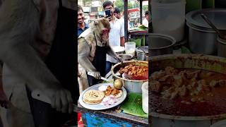 unique dish😱 chicken curry with roti 🫓 smart chef monkey 🐒 #shorts #food #monkey