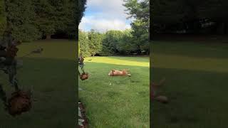 Video preview image #1 Mutt Puppy For Sale in Woodbury, NY, USA