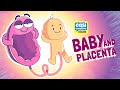 Baby And Placenta